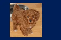 TINY RED TOY MALTIPOO, a male Maltipoo and Poodle - Toy  for sale in Vallejo, CA – 2 of 5