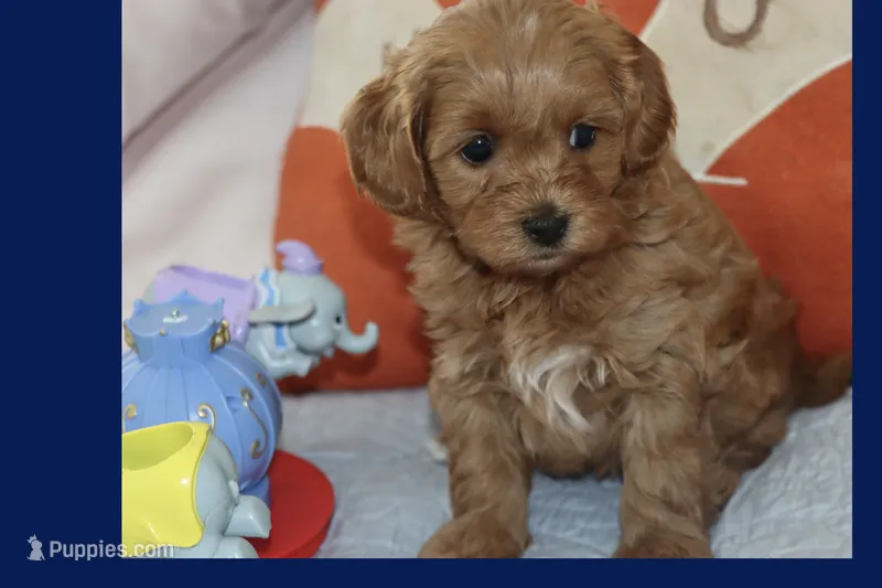 LION – Maltipoo, Poodle - Toy  puppy for sale in Vallejo, CA