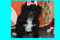 MIRACLE, a female Maltipoo and Poodle - Toy  for sale in Vallejo, CA – 3 of 3