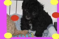 ALLEGRA, a female Maltipoo and Poodle - Toy  for sale in Vallejo, CA – Photo 1 of 3