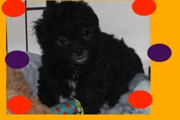 ALLEGRA, a female Maltipoo and Poodle - Toy  for sale in Vallejo, CA – Photo 3 of 3