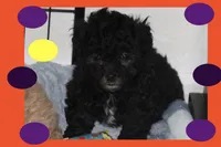 ALLEGRA, a female Maltipoo and Poodle - Toy  for sale in Vallejo, CA – Photo 2 of 3