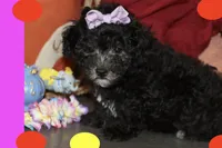MOLLY, a female Maltipoo and Poodle - Toy  for sale in Vallejo, CA – 2 of 4