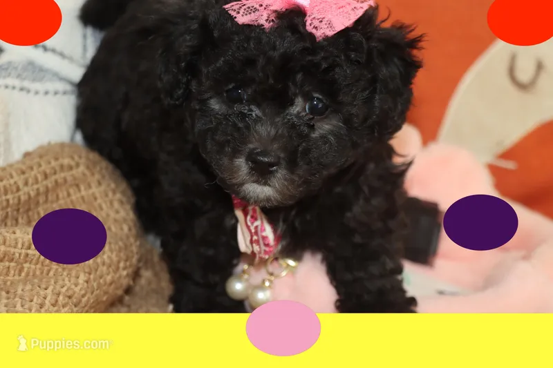 MOLLY – Maltipoo, Poodle - Toy  puppy for sale in Vallejo, CA