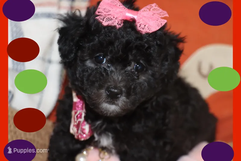 MOLLY – Maltipoo, Poodle - Toy  puppy for sale in Vallejo, CA