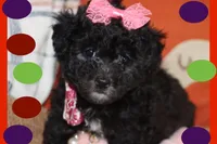MOLLY, a female Maltipoo and Poodle - Toy  for sale in Vallejo, CA – 1 of 4