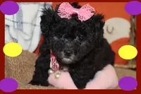 MOLLY, a female Maltipoo and Poodle - Toy  for sale in Vallejo, CA – 3 of 4