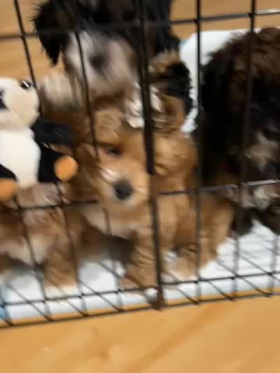Red Toy Poodle , a male Maltipoo and Poodle - Toy  for sale in Vallejo, CA – 5 of 5