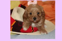 Sofia, a female Maltipoo and Poodle - Toy  for sale in Vallejo, CA – 3 of 3