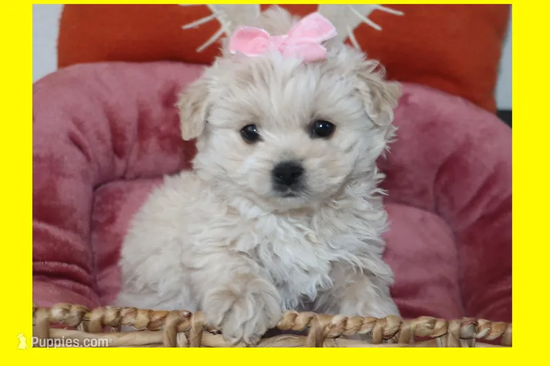 Mia – Maltipoo, Poodle - Toy  puppy for sale in Vallejo, CA