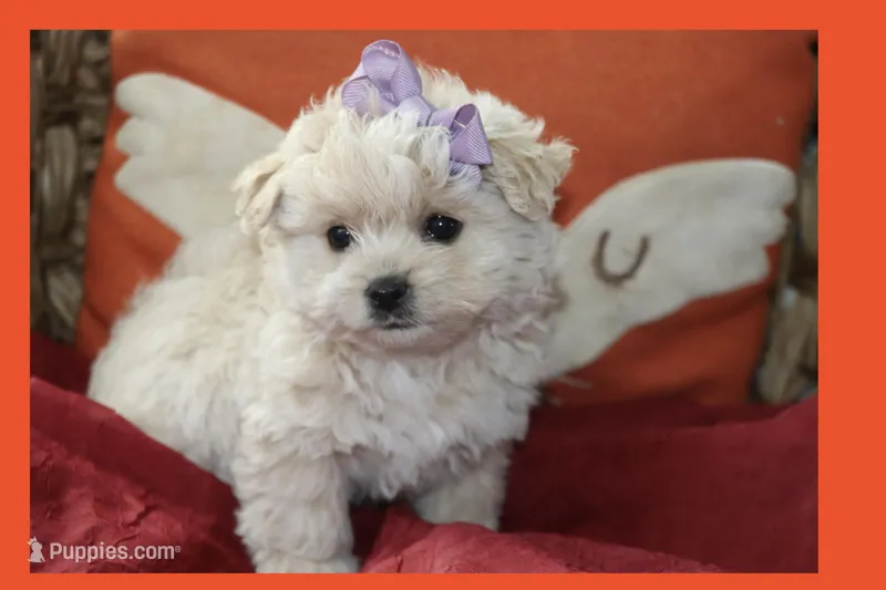 Mia – Maltipoo, Poodle - Toy  puppy for sale in Vallejo, CA