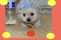 Mia, a female Maltipoo and Poodle - Toy  for sale in Vallejo, CA – Photo 3 of 3