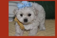 Mia, a female Maltipoo and Poodle - Toy  for sale in Vallejo, CA – Photo 1 of 3