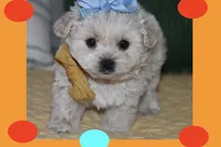 Mia, a female Maltipoo and Poodle - Toy  for sale in Vallejo, CA – Photo 2 of 3