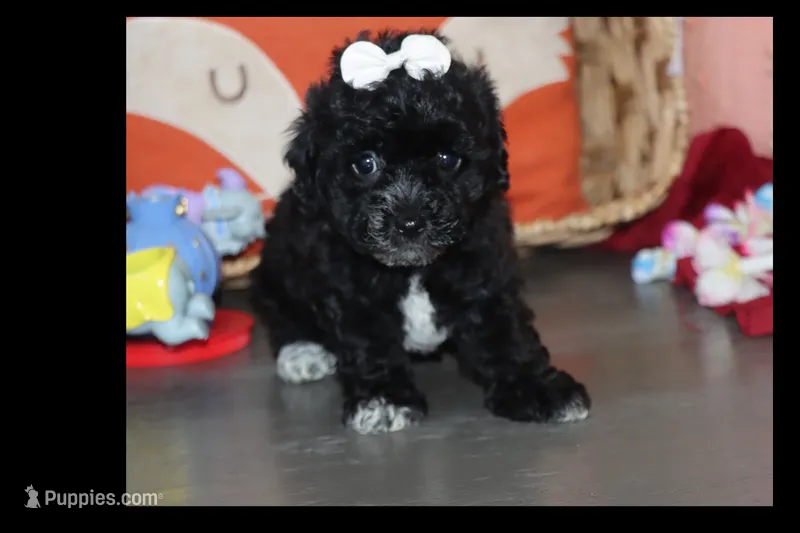 LALA – Maltipoo, Poodle - Toy  puppy for sale in Vallejo, CA