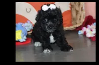LALA, a female Maltipoo and Poodle - Toy  for sale in Vallejo, CA – 2 of 3