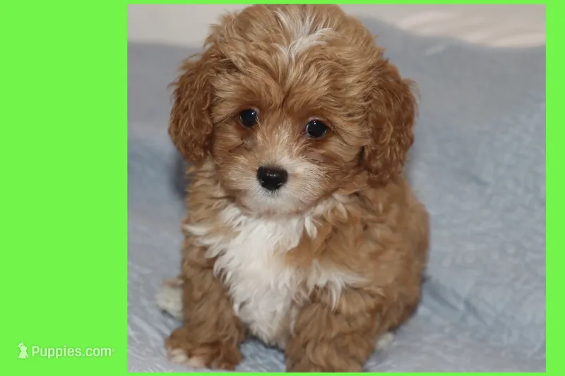 Tigre  – Maltipoo, Poodle - Toy  puppy for sale in Vallejo, CA