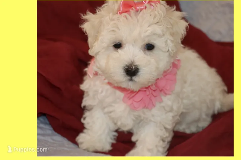 Toy maltipoo – Maltipoo puppy for sale in Vallejo, CA