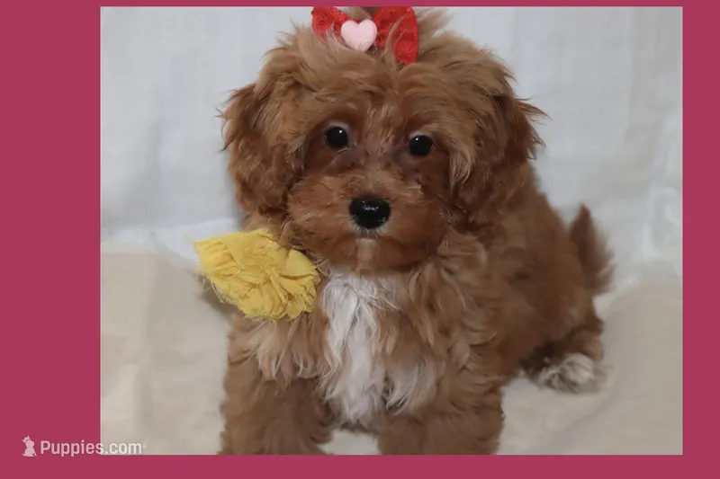 Toy Red Maltipoo – Maltipoo, Poodle - Toy  puppy for sale in Vallejo, CA