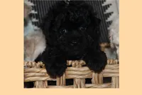 Toy Cream maltipoo, a male Maltipoo and Poodle - Toy  for sale in Vallejo, CA – 2 of 5