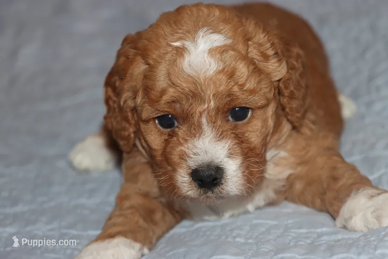 BABY BLUE – Maltipoo, Poodle - Toy  puppy for sale in Vallejo, CA