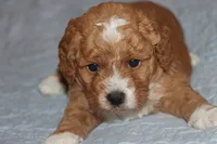 BABY BLUE, a male Maltipoo and Poodle - Toy  for sale in Vallejo, CA – 1 of 3