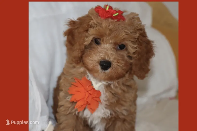 CAMI – Maltipoo, Poodle - Toy  puppy for sale in Vallejo, CA