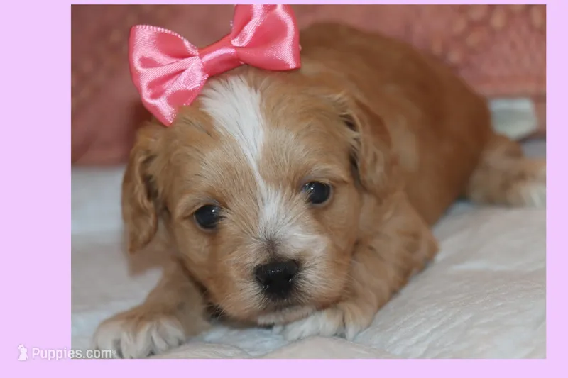 Anita – Maltipoo, Poodle - Toy  puppy for sale in Vallejo, CA