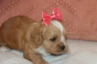 Anita, a female Maltipoo and Poodle - Toy  for sale in Vallejo, CA – Photo 2 of 4