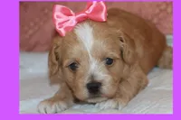 Anita, a female Maltipoo and Poodle - Toy  for sale in Vallejo, CA – Photo 3 of 4