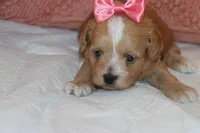 Anita, a female Maltipoo and Poodle - Toy  for sale in Vallejo, CA – Photo 4 of 4
