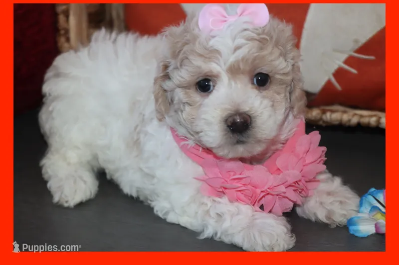 Grace – Maltipoo, Poodle - Toy  puppy for sale in Vallejo, CA