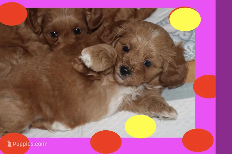Sofia – Maltipoo, Poodle - Toy  puppy for sale in Vallejo, CA