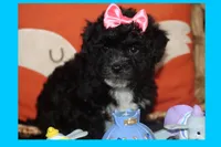 MIRACLE, a female Maltipoo and Poodle - Toy  for sale in Vallejo, CA – 2 of 3
