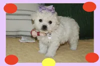 Daisy, a female Maltipoo and Poodle - Toy  for sale in Vallejo, CA – Photo 2 of 3
