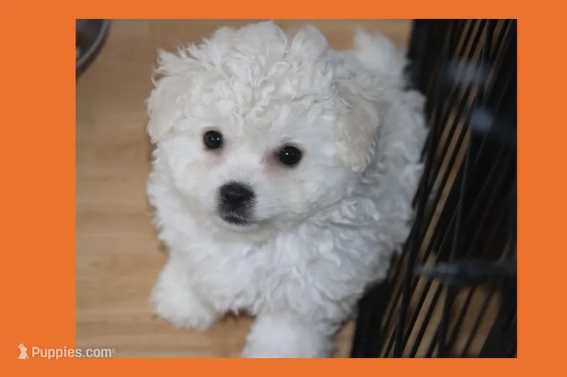 Daisy – Maltipoo, Poodle - Toy  puppy for sale in Vallejo, CA