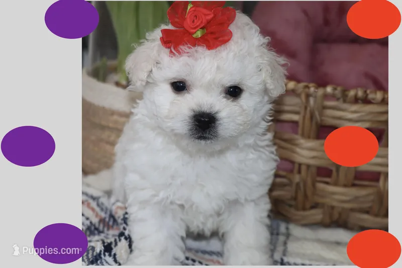 Daisy – Maltipoo, Poodle - Toy  puppy for sale in Vallejo, CA