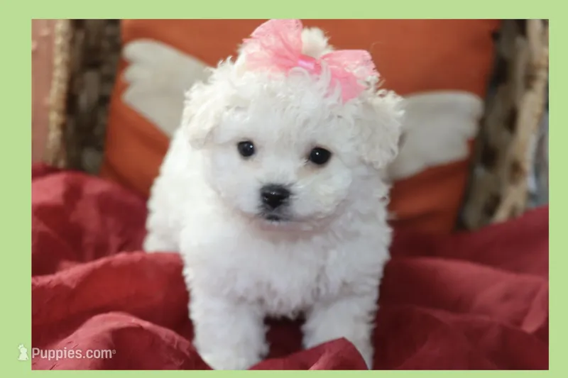 Daisy – Maltipoo, Poodle - Toy  puppy for sale in Vallejo, CA