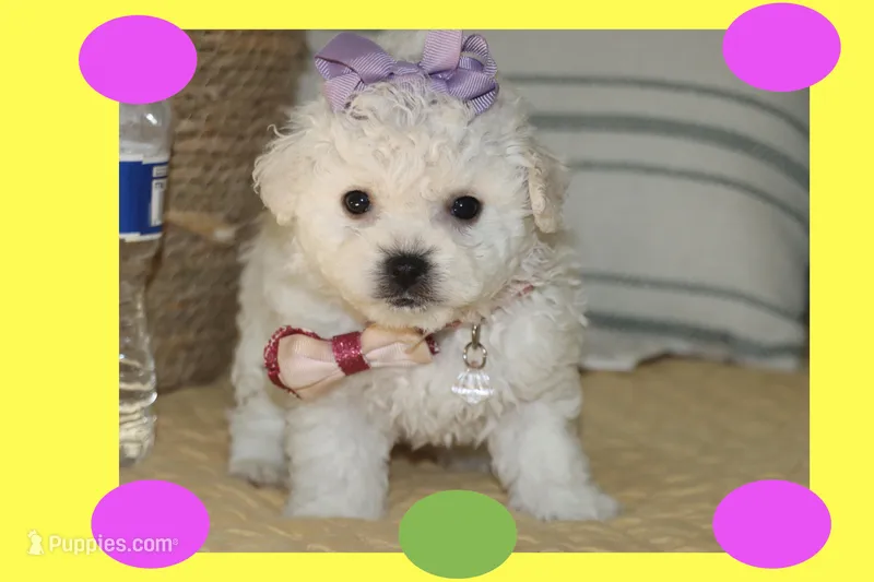 Daisy – Maltipoo, Poodle - Toy  puppy for sale in Vallejo, CA