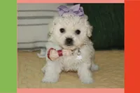 Daisy, a female Maltipoo and Poodle - Toy  for sale in Vallejo, CA – Photo 3 of 3