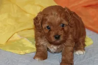 LEILA, a female Maltipoo and Poodle - Toy  for sale in Vallejo, CA – 2 of 4