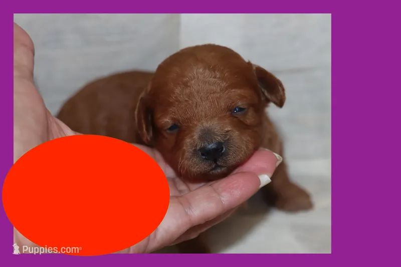 Isabella, a female Maltipoo and Poodle - Toy  for sale in Vallejo, CA – 1 of 2