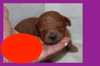 Isabella, a female Maltipoo and Poodle - Toy  for sale in Vallejo, CA – 1 of 2