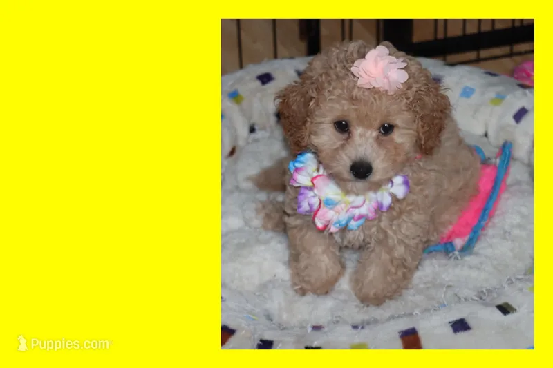 Vicky – Poodle - Toy , Maltipom puppy for sale in Vallejo, CA