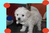 MAXI, a male Maltipoo and Poodle - Toy  for sale in Vallejo, CA – 2 of 3