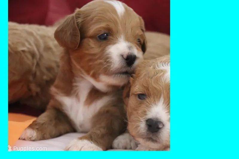 Red toy Maltipoo  – Maltipoo, Poodle - Toy  puppy for sale in Vallejo, CA