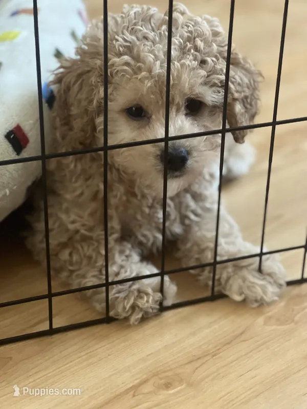 Vicky – Poodle - Toy , Maltipom puppy for sale in Vallejo, CA
