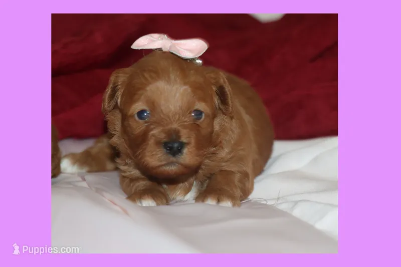 Toy Red Maltipoo – Maltipoo, Poodle - Toy  puppy for sale in Vallejo, CA