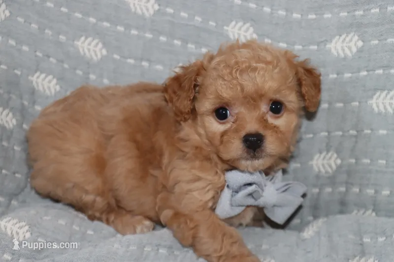 Toy light brown Maltipoo  – Maltipoo, Poodle - Toy  puppy for sale in Vallejo, CA