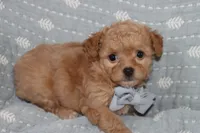 Toy light brown Maltipoo , a male Maltipoo and Poodle - Toy  for sale in Vallejo, CA – 1 of 5